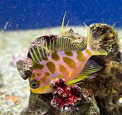 blue reef fish|About Us – Blue Reef Aquatics Tropical Fish.